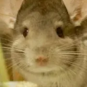suzumoriの画像