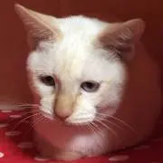 うに