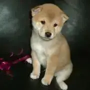 ころころ
