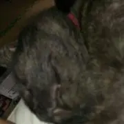 凉