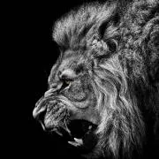 LIONの画像
