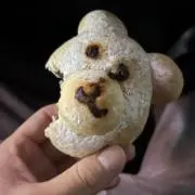 たぬきの画像