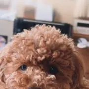 さきなの画像