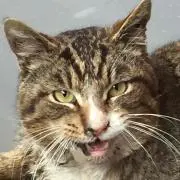 キョロ