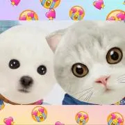 あーぴょ☆