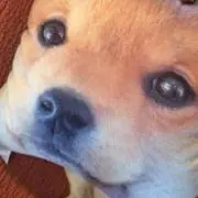 わんこそば