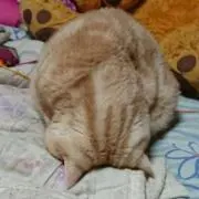 ひろみにゃご