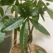 パキラパキラの画像