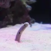 ずん