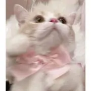 れんうゅの画像