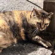 めいの画像