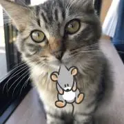 ゆうの画像
