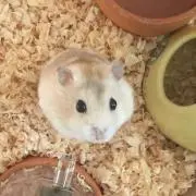ちまる＊の画像