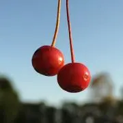 miuの画像