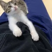 にゃんころ