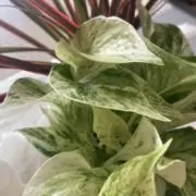 Clover✩.*˚の画像