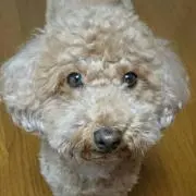 アンジュ