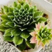 wakaの画像