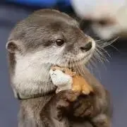 otterの画像