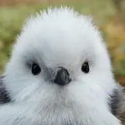シマエナガの画像