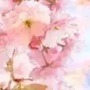 ミルラの画像