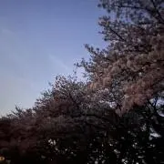ききの画像