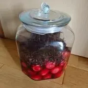 さくら