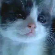 まねきねこの画像