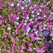うさぎ☆プロフご確認くださいの画像