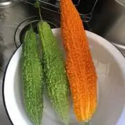 ピノコ