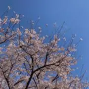 こむぎこの画像