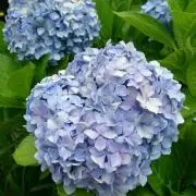 こぼえ