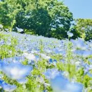 さーちゃんの画像