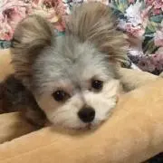 TOM
