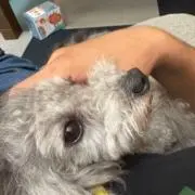 にちこの画像