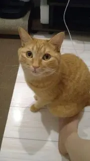 R＊Cの画像