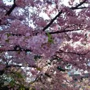 めぐりJP@即購入歓迎◎