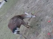 ぱぴの画像