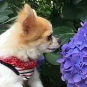 はすちゃんの画像