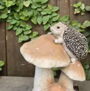 ピーチの画像