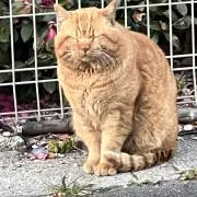 ふわッの画像