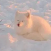 Hの画像
