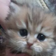猫屋敷の画像