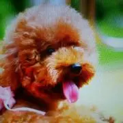 伊達政宗