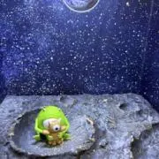 すずの画像