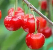 cherryqueenの画像