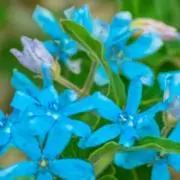 BLUE☆STARの画像