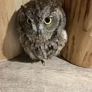 きいの画像
