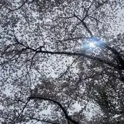 もーじょんの画像