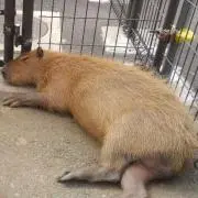 カピパラの画像